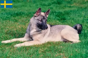 Scopri di più sull'articolo Allevatori e cuccioli di Elkhound norvegese in Svezia