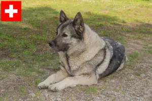 Scopri di più sull'articolo Allevatori e cuccioli di Elkhound norvegese in Svizzera