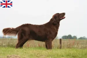 Scopri di più sull'articolo Allevatori e cuccioli di Flat Coated Retriever in Gran Bretagna