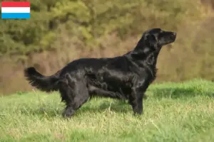 Scopri di più sull'articolo Allevamenti e cuccioli di Flat Coated Retriever in Lussemburgo