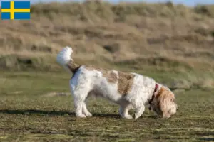 Scopri di più sull'articolo Allevatori di Grand Basset Griffon Vendéen e cuccioli in Svezia