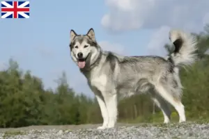 Scopri di più sull'articolo Allevatori e cuccioli di Husky in Gran Bretagna
