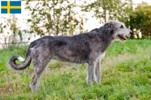 Scopri di più sull'articolo Allevatori e cuccioli di Irish Wolfhound in Svezia