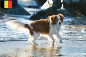 Scopri di più sull'articolo Allevatori di Kooikerhondje olandese e cuccioli in Belgio