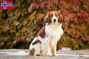 Scopri di più sull'articolo Allevatori di Kooikerhondje olandesi e cuccioli in Norvegia