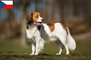 Scopri di più sull'articolo Allevatori di Kooikerhondje olandesi e cuccioli in Repubblica Ceca