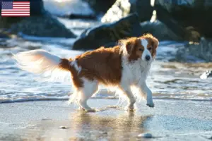 Scopri di più sull'articolo Allevatori di Kooikerhondje olandese e cuccioli in USA