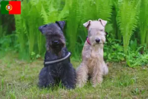 Scopri di più sull'articolo Allevatori di Lakeland Terrier e cuccioli in Portogallo