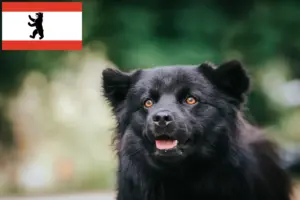 Scopri di più sull'articolo Allevatore di Lapphund svedese e cuccioli a Berlino