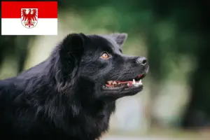 Scopri di più sull'articolo Allevatori di Lapphund Svedese e cuccioli a Brandeburgo