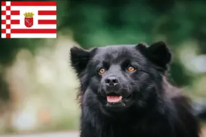 Scopri di più sull'articolo Allevatore di Lapphund svedese e cuccioli a Brema