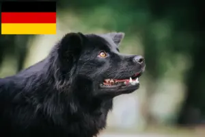 Scopri di più sull'articolo Allevatori di Lapphund Svedese e cuccioli in Germania