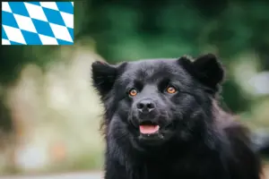 Scopri di più sull'articolo Allevatori e cuccioli di Lapphund svedese in Baviera