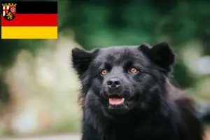 Scopri di più sull'articolo Allevatori di Lapphund svedese e cuccioli in Renania-Palatinato