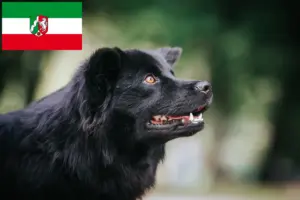 Scopri di più sull'articolo Allevatori e cuccioli di Lapphund svedese in Nord Reno-Westfalia