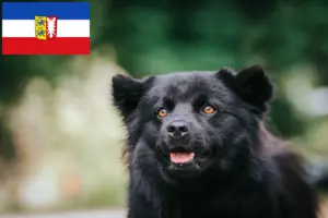 Scopri di più sull'articolo Allevatori e cuccioli di Lapphund svedese in Schleswig-Holstein