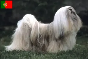 Scopri di più sull'articolo Allevatori e cuccioli di Lhasa Apso in Portogallo