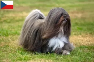 Scopri di più sull'articolo Allevatori di Lhasa Apso e cuccioli in Repubblica Ceca