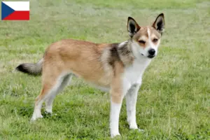 Scopri di più sull'articolo Allevatori di Lundehund Norvegese e cuccioli in Repubblica Ceca