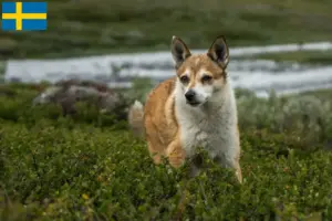 Scopri di più sull'articolo Allevatori di Lundehund Norvegese e cuccioli in Svezia