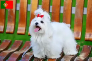 Scopri di più sull'articolo Allevatori e cuccioli di Maltese in Portogallo
