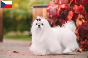 Scopri di più sull'articolo Allevatori e cuccioli di Maltese in Repubblica Ceca