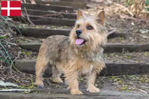 Scopri di più sull'articolo Allevatori di Norwich Terrier e cuccioli in Danimarca