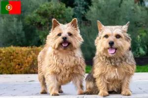 Scopri di più sull'articolo Allevatori di Norwich Terrier e cuccioli in Portogallo