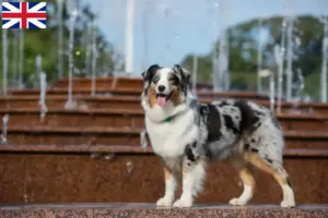 Scopri di più sull'articolo Allevatori e cuccioli di Pastore Australiano nel Regno Unito