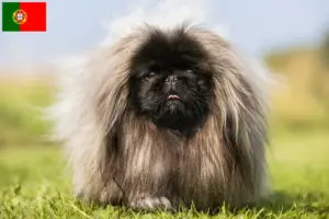Scopri di più sull'articolo Allevatori e cuccioli di Pechinese in Portogallo