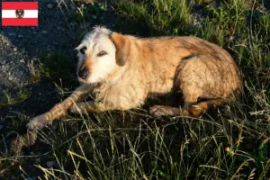 Scopri di più sull'articolo Allevatore e cuccioli di pelo ruvido stiriano in Austria