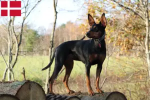 Scopri di più sull'articolo Allevatore di Pinscher tedeschi e cuccioli in Danimarca