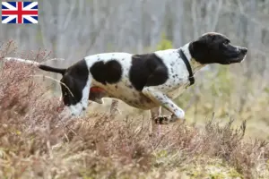 Scopri di più sull'articolo Allevatori e cuccioli di Pointer inglese in Gran Bretagna