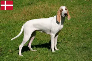 Scopri di più sull'articolo Allevatori e cuccioli di Porcelaine in Danimarca
