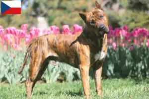 Scopri di più sull'articolo Allevatori di Presa Canario e cuccioli in Repubblica Ceca