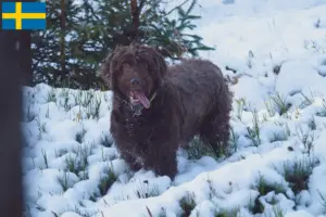 Scopri di più sull'articolo Allevatori e cuccioli di Pudelpointer in Svezia
