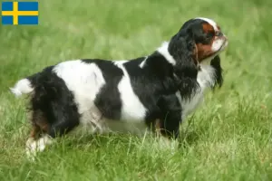 Scopri di più sull'articolo Allevatori di King Charles Spaniel e cuccioli in Svezia
