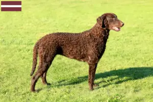 Scopri di più sull'articolo Allevatori e cuccioli di Curly Coated Retriever in Lettonia