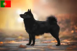 Scopri di più sull'articolo Allevatori di Schipperke e cuccioli in Portogallo