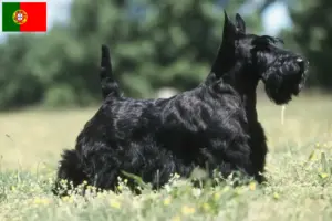 Scopri di più sull'articolo Allevatori di Scottish Terrier e cuccioli in Portogallo