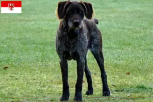 Scopri di più sull'articolo Allevatori di Stichelhaar tedesco e cuccioli in Brandeburgo