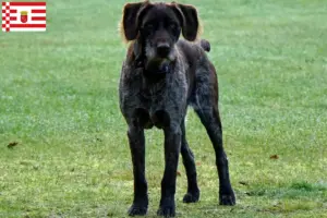 Scopri di più sull'articolo Allevatori di Stichelhaar Tedesco e cuccioli a Brema