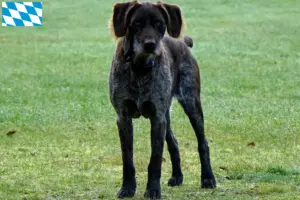 Scopri di più sull'articolo Allevatori di Stichelhaar tedesco e cuccioli in Baviera
