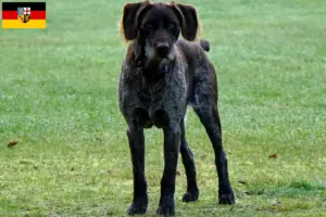 Scopri di più sull'articolo Allevatori di Stichelhaar tedesco e cuccioli in Saarland