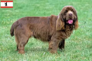 Scopri di più sull'articolo Allevatore di Sussex-Spaniel e cuccioli a Berlino