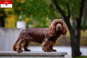 Scopri di più sull'articolo Allevatori di Sussex-Spaniel e cuccioli a Brandeburgo