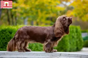 Scopri di più sull'articolo Allevatore di Sussex-Spaniel e cuccioli a Bremen