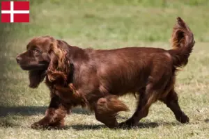 Scopri di più sull'articolo Allevatori di Sussex Spaniel e cuccioli in Danimarca