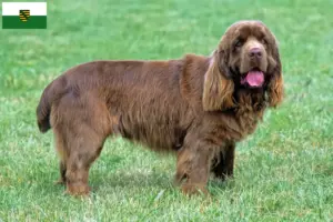 Scopri di più sull'articolo Allevatori di Sussex-Spaniel e cuccioli in Sassonia