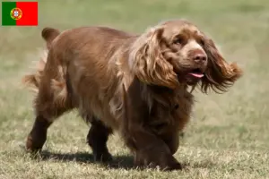 Scopri di più sull'articolo Allevatori di Sussex Spaniel e cuccioli in Portogallo